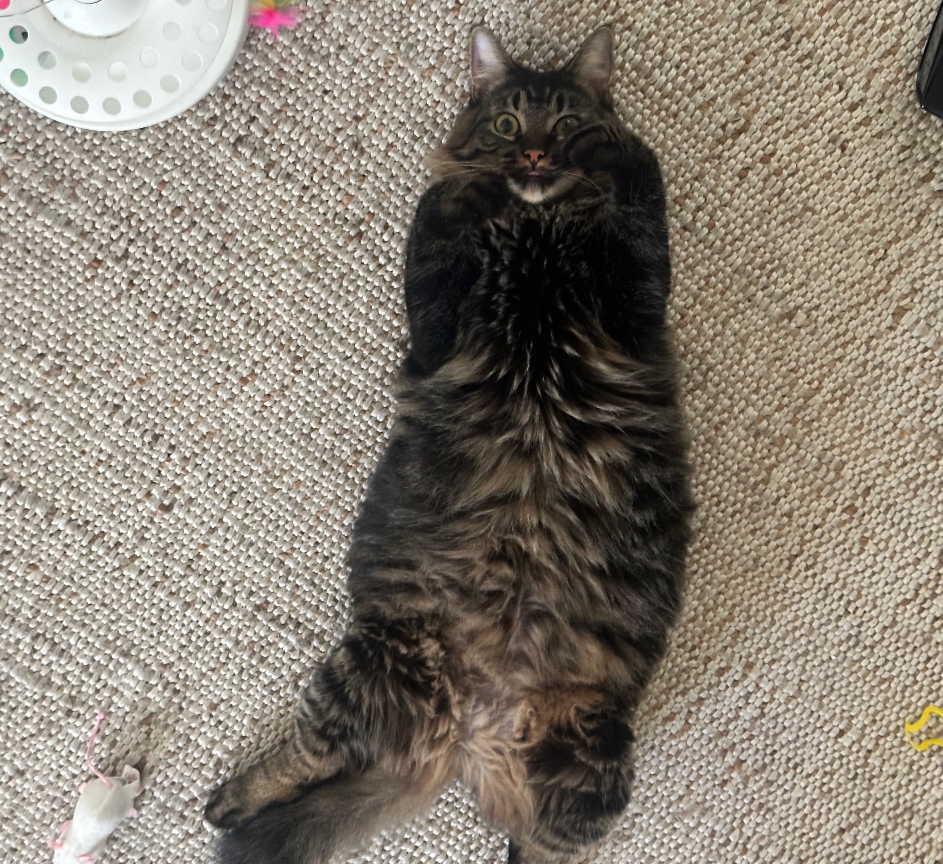 Happy cat relaxing at home with a Wanna Walk sitter