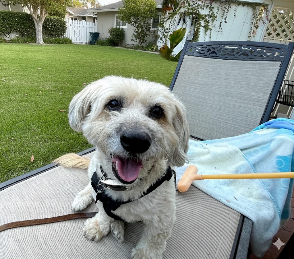 Happy dog on a walk with a Wanna Walk professional
